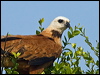 Click here to enter gallery and see photos of Black-collared Hawk
