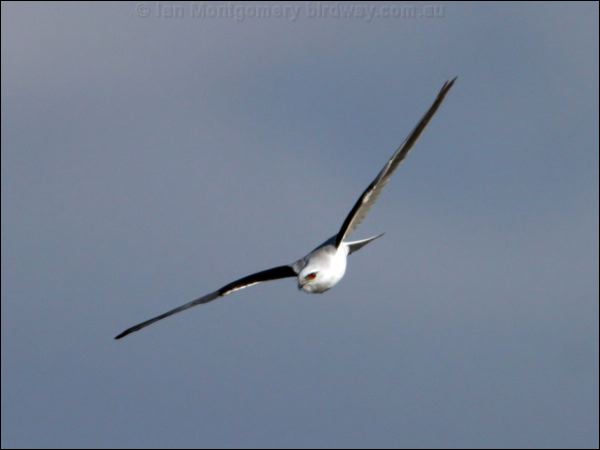 Black-shouldered Kite blackshoulderedkite_17047.jpg