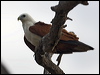 brahminy_kite_169936