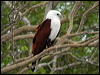 brahminy_kite_19986