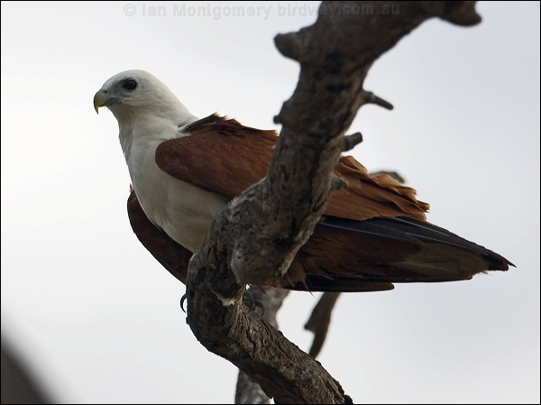 Brahminy Kite brahminy_kite_169936.psd