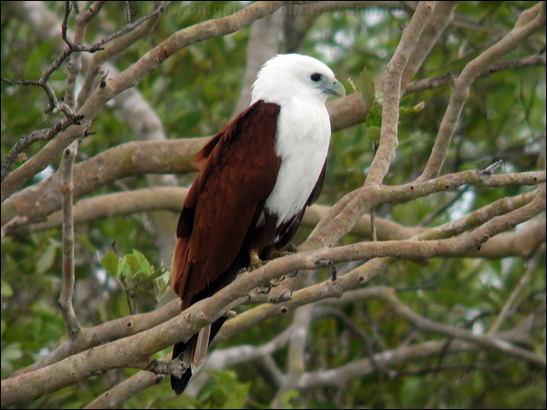 Brahminy Kite brahminy_kite_19986.psd