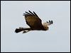 spotted_harrier_93219