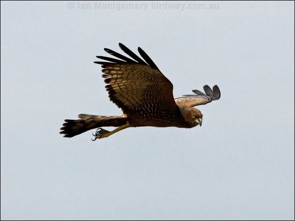 Spotted Harrier spotted_harrier_93219.psd