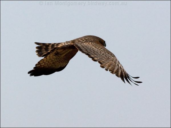 Spotted Harrier spotted_harrier_93223.psd