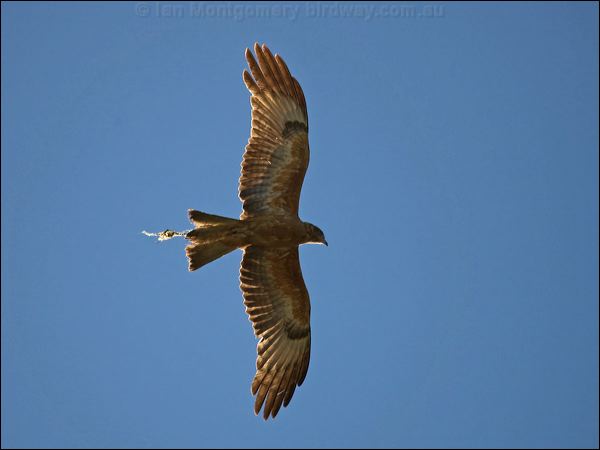 split tail kite bird