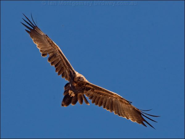 Wedge-tailed Eagle wedge_tailed_eagle_151901.psd