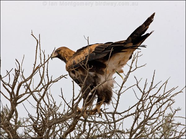 Wedge-tailed Eagle wedge_tailed_eagle_152372.psd