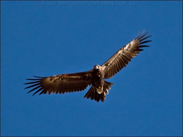 Wedge-tailed Eagle wedge_tailed_eagle_80335.psd