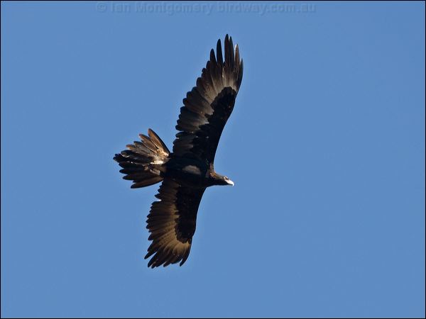 Wedge-tailed Eagle wedge_tailed_eagle_87591.psd