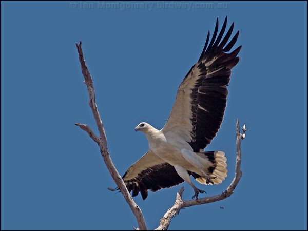 White-bellied Sea-eagle whitebelly_seaeagle_155695.psd