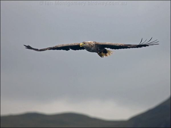 White-tailed Eagle white_tailed_eagle_201285.psd