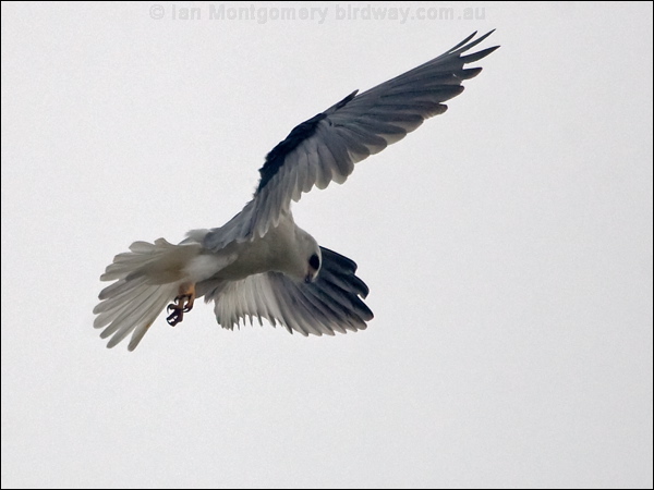 White-tailed Kite white_tailed_kite_207751.psd