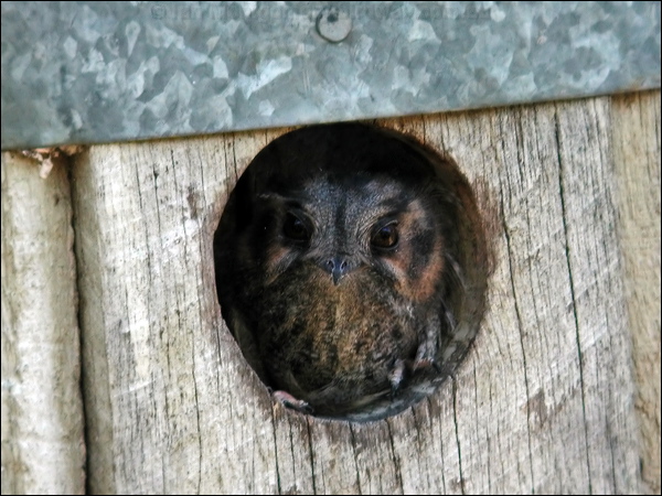 Australian Owlet-nightjar aus_owlet_nightjar_01455.psd