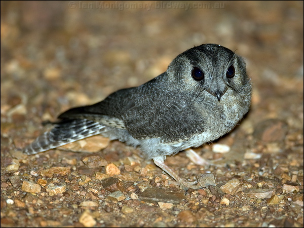 Australian Owlet-nightjar aus_owlet_nightjar_100613.psd