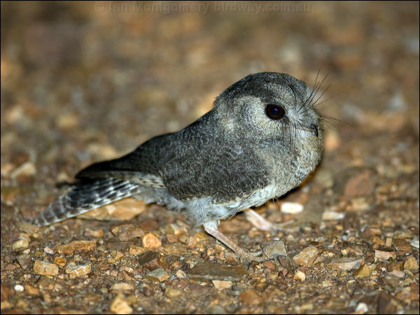 Australian Owlet-nightjar aus_owlet_nightjar_100614.psd