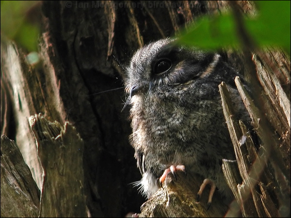 Australian Owlet-nightjar aus_owlet_nightjar_15162.psd