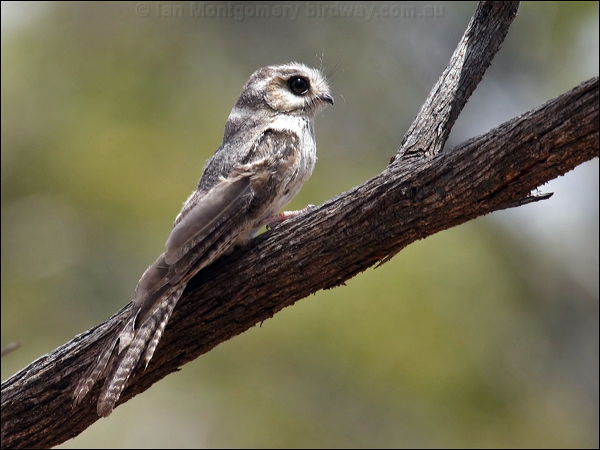 Australian Owlet-nightjar aus_owlet_nightjar_83133.psd