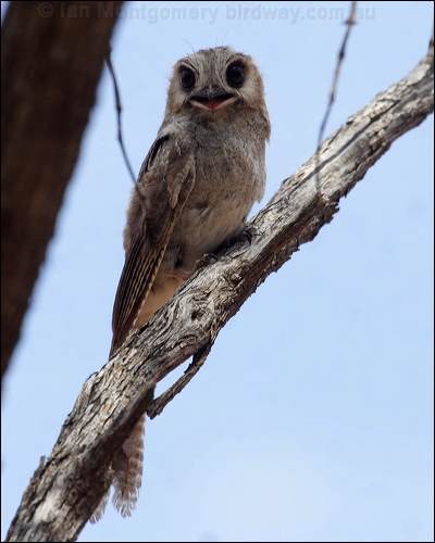 Australian Owlet-nightjar aus_owlet_nightjar_83142.psd