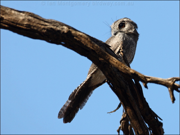 Australian Owlet-nightjar aus_owlet_nightjar_87541.psd