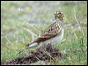 Click here to enter gallery and see photos/pictures/images of Eurasian Skylark