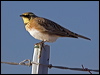Click here to enter gallery and see photos/pictures/images of Horned Lark