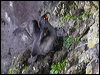 crested_auklet_69413