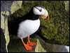 horned_puffin_68473