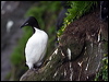 thick_billed_murre_68857
