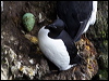 thick_billed_murre_69009