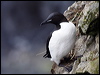 thick_billed_murre_69021