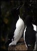 thick_billed_murre_69327