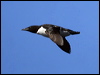 thick_billed_murre_69652