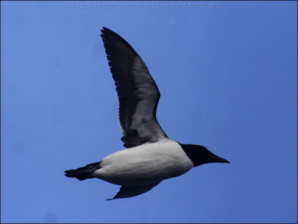 Thick-billed Murre thick_billed_murre_68208.jpg
