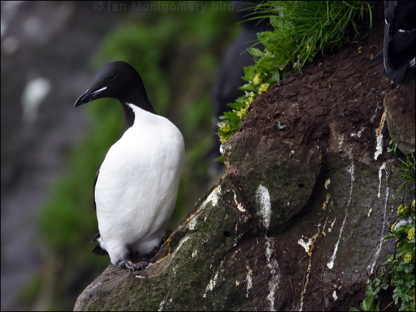 Thick-billed Murre thick_billed_murre_68857.jpg