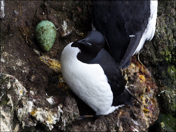 Thick-billed Murre thick_billed_murre_69009.jpg
