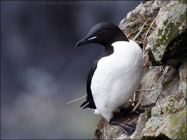 Thick-billed Murre thick_billed_murre_69021.jpg