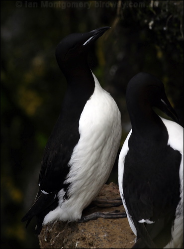 Thick-billed Murre thick_billed_murre_69327.jpg
