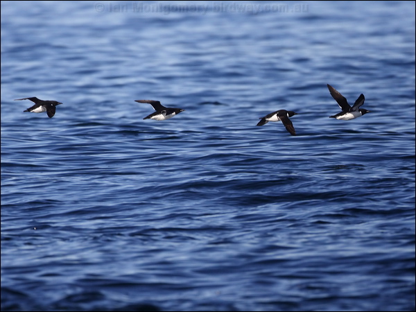 Thick-billed Murre thick_billed_murre_69634.jpg