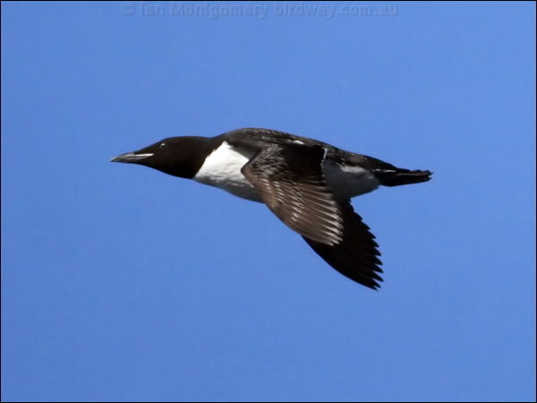 Thick-billed Murre thick_billed_murre_69652.jpg