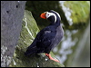 tufted_puffin_68918