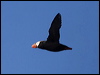 tufted_puffin_69578