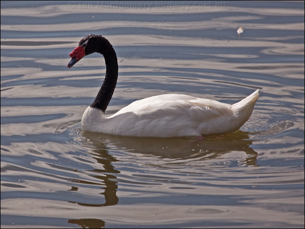 Black-necked Swan black_necked_swan_208181.psd