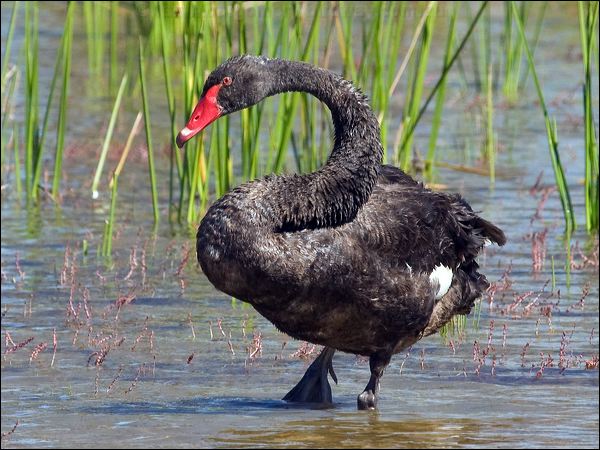 Black Swan black_swan_152971.psd