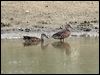 blue_winged_teal_27386