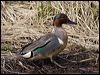 green_winged_teal_66009