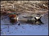 green_winged_teal_c66002