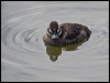 lake_duck_208078