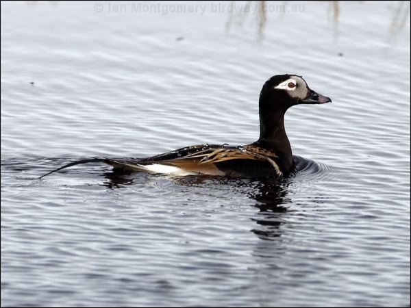Long-tailed Duck long_tailed_duck_66982.jpg