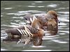 Click here to enter gallery and see photos of Plumed Whistling-Duck